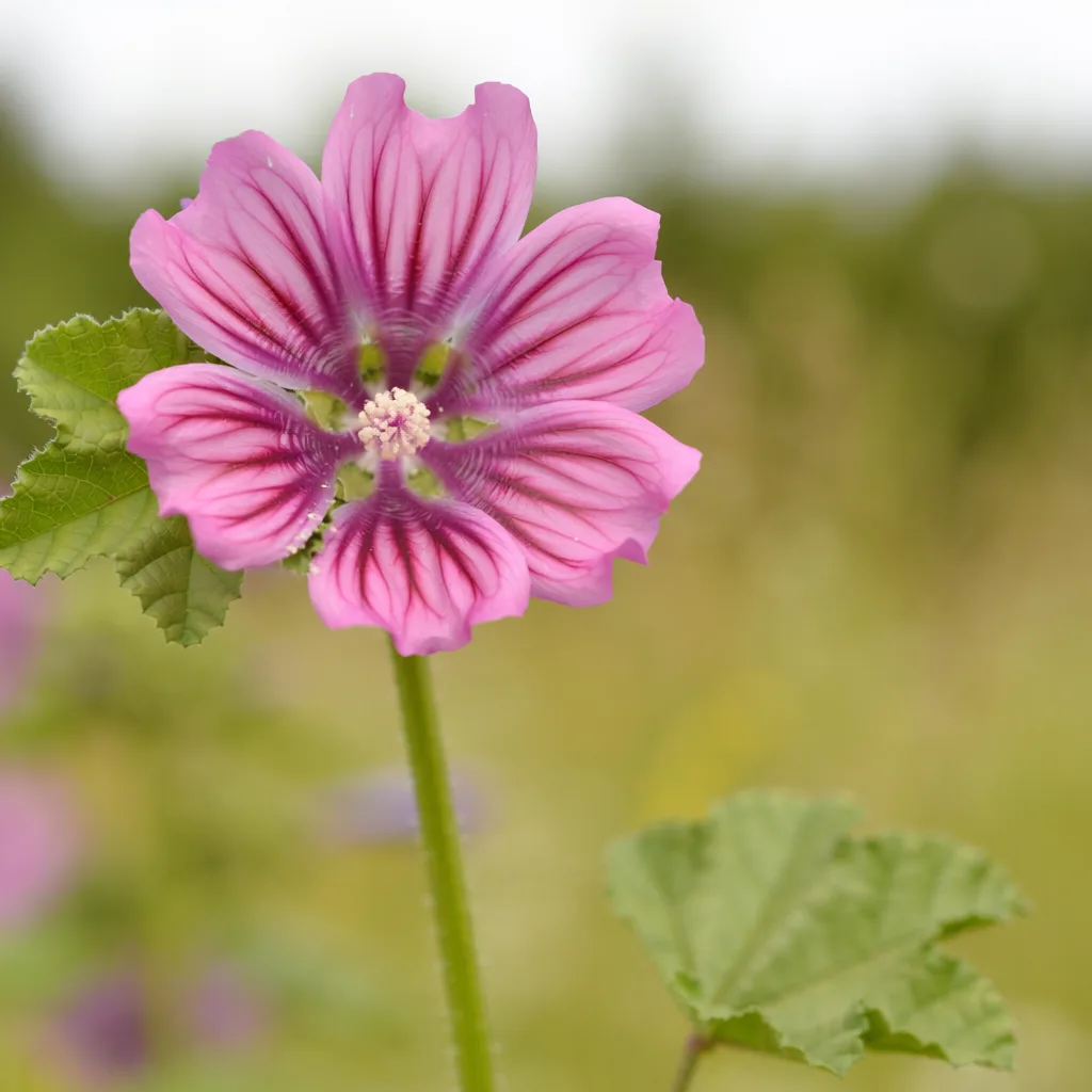 Malva — pianta della tradizione popolare, richiamo etnobotanico e didattico (Molise)